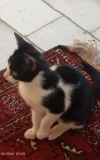 گربه