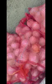 فروش پیاز