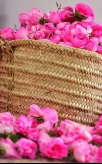 گلابگیری کاشان