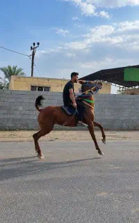 مادیان عرب