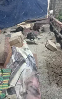 یک عدد بوقلمون