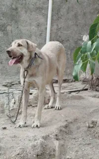 پژدر ماده