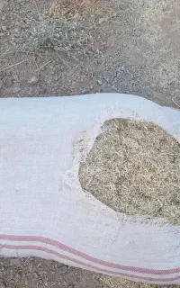 ۵۰ گونی علف آماده