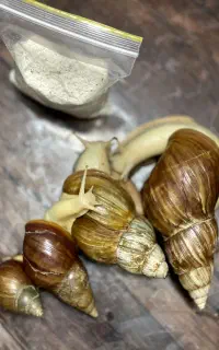 حلزون طبی آچاتینا