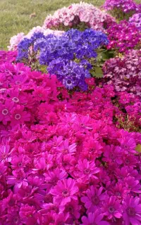 میلی 200 هدیه میده