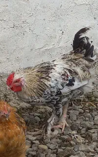 دو عدد خروس گلین جوان