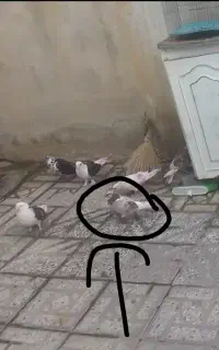 کبوتر تار شده