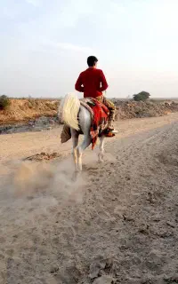 فروش مادیان