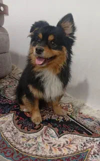 قیمت توافقی