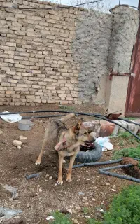 سگ مالینیوز