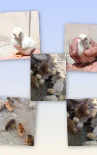 جوجه مرغ محلی و گوشتی