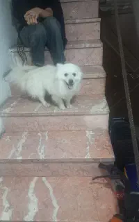 سگ پامر روباهی