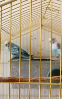 فروش تعدادی مرغ عشق