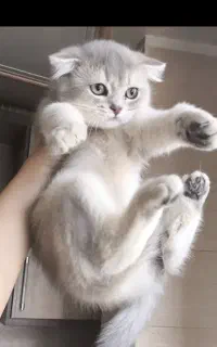 گربه اسکاتیش و بریتیش