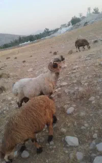 قوچ داشتی