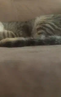 گربه