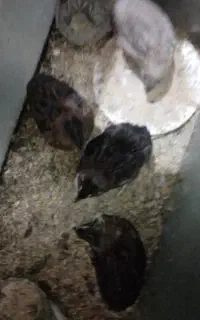 ۴عددبلدرچین نژاد خاص