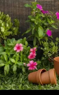 سمپاشی باغچه