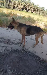 سگ ژرمن