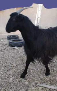 کهره ترکی ماده  جوان ۸ ماهه