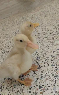 ۲ تا اردک سالم