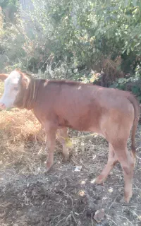 گوساله ماده دوعددسمنتال قیمت مور پایین نوشته شده