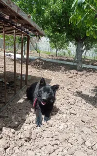 سگ ژرمن بلک اصیل