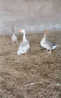 غاز