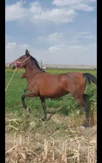 فروش و خرید اسب پالونی
