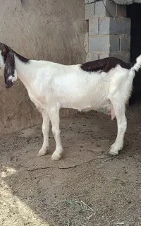 یک عدد بز جنس شیری بدونِ شاخ