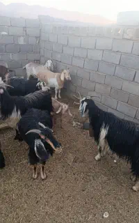 بز  ابستن کردی درجه یک