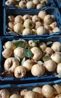 فروش به