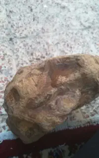 سنگ فسیل مرجان
