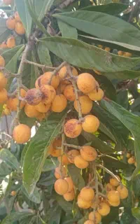 میوه ازگیل