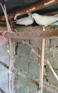 کبوتر پروازی