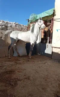 اسب نریان کرد