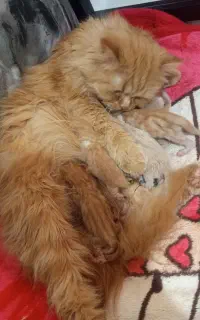 گربه