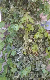 اکیپ کارگر دارم برای لوبیا چینی وسیب زمینی و پیاز