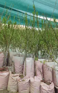 نهالستان پالیز دارای بادام گلدانی گردو زودبازده