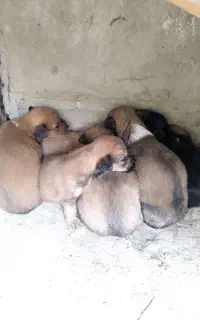 سگ شیتزو تریر