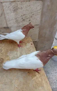 کله زرد