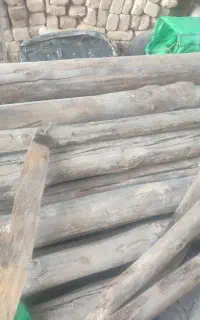 چنار