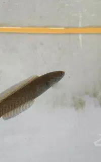 ماهی چانا آندرا ۹ سانت