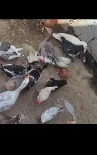 غاز محلی