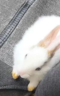 خرگوش