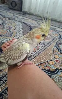 عروس هلندی گل باقالی
