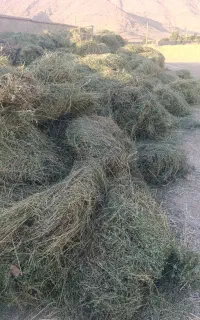 یونجه