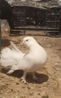 کفتره سفیده نره دم چتری