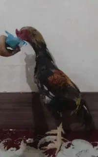 خروس لاری