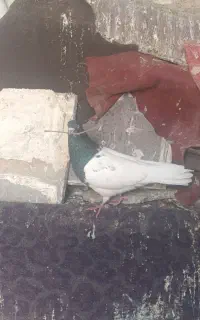 کبوتر رنگی مهر